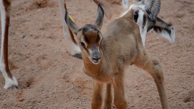 Nace una cría de gacela Mhorr en Bioparc de Valencia