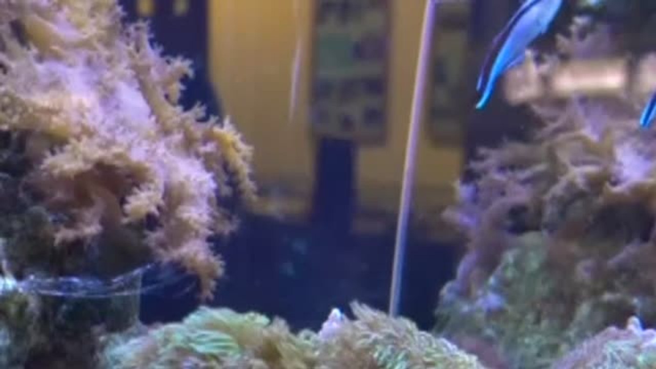 Sorprendente estudio: los peces son capaces de reconocerse a sí mismos frente al espejo