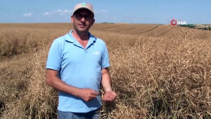 Trakya’nın yeni ‘sarı gelini’ için hasat zamanı