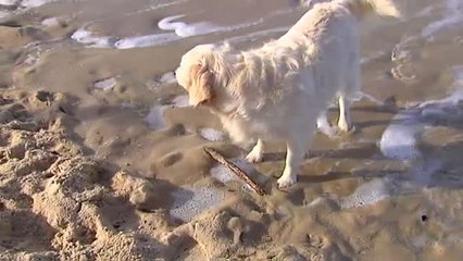 Encuentran en la costa de Vigo la especie de crustáceo que inspiró la película de Alien