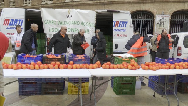 Miles de naranjas gratis contra la falta de gestión