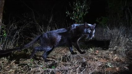 Localizan al primer leopardo negro de los últimos 100 años en Kenia