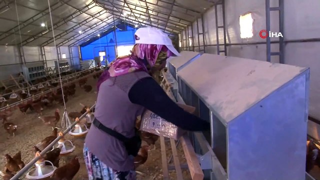 Veterinerlik Fakültesi Gezen Tavuk Yumurtası Üretiyor