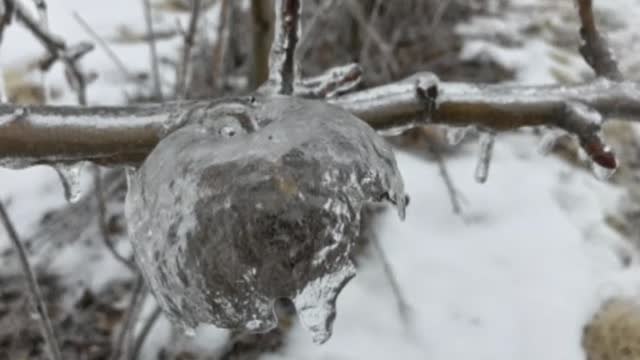 Las manzanas fantasma sorprenden en Michigan
