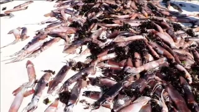 Miles de sepias aparecen muertas en una playa de Chile