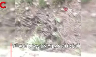 Cep telefonuyla görüntülendi... "Hayatımda gördüğüm en acayip durum. Çok korkutucu!"