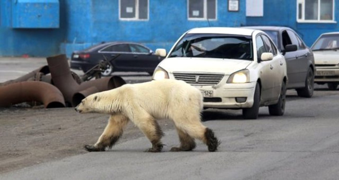 40 yıl sonra bir ilk! Yolunu kaybeden aç ve bitkin kutup ayısı şehre indi