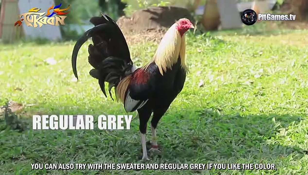 Diskarte ng Magaling - Why Biboy Enriquez Teaches or Shares Gamefowl Conditioning and Pointing?