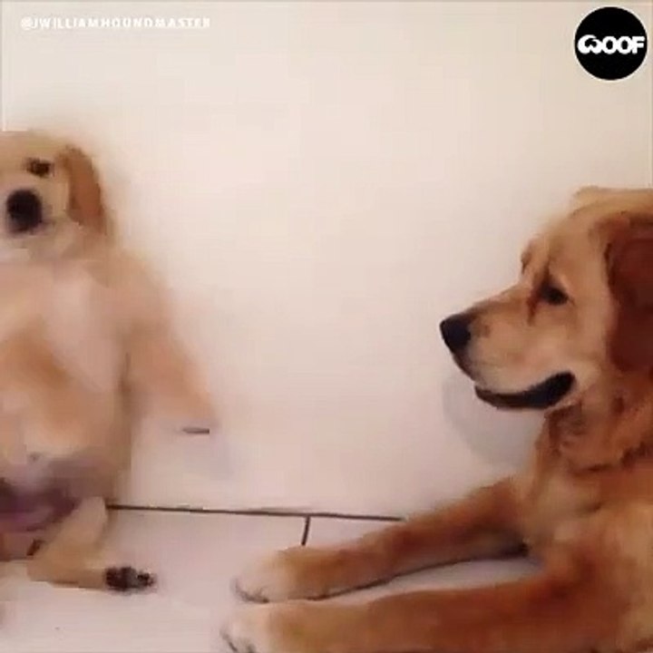 Best funny dog video 2019