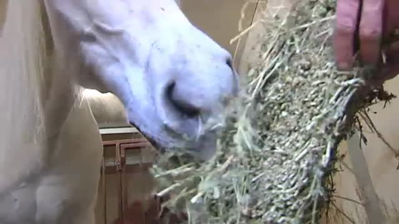 Unicornio, el caballo policía que servirá a la Asociación de Terapias Ecuestres de Valencia