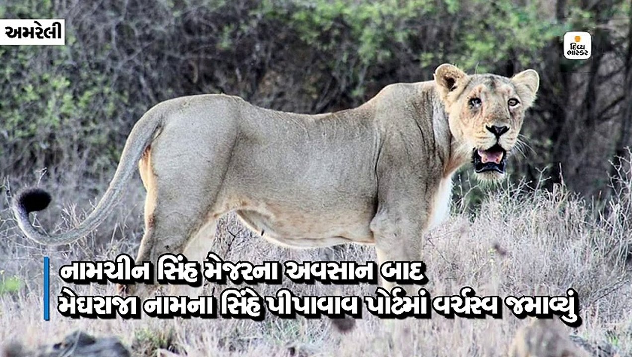 નામચીન ત્રણ સિંહો વચ્ચે મેજરના અવસાન બાદ મેઘરાજા નામના સિંહે પીપાવાવ પોર્ટમાં વર્ચસ્વ જમાવ્યું