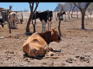 EDITORIAL TRA LA SEQUIA