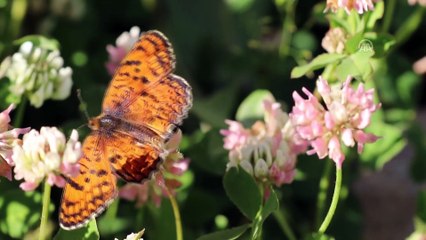 'Rose'nin Çokgözlüsü' için kilometrelerce yol katettiler - VAN