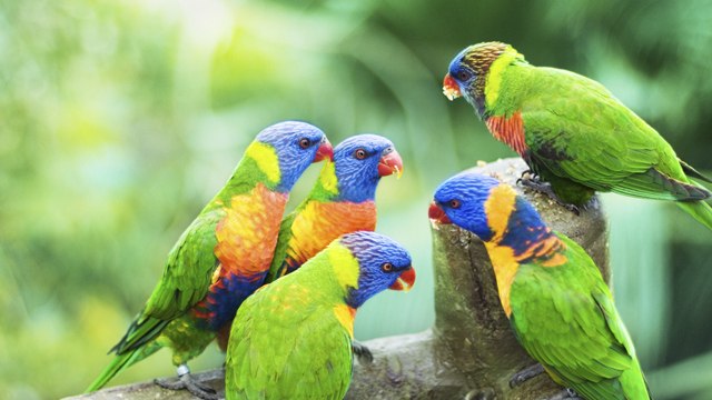 ¿Qué alimentos mantienen sanas a las aves?