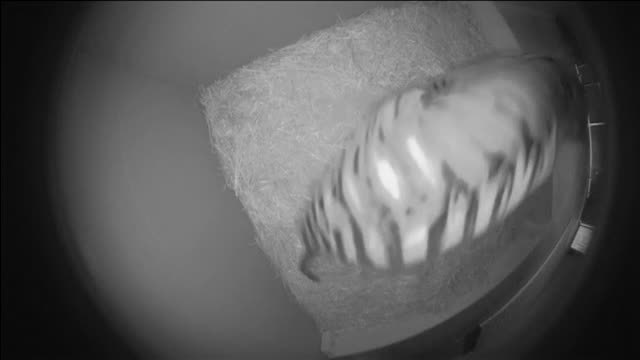 Nacen tres tigres de Sumatra en un zoo de Sídney