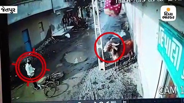જેતપુરમાં આખલાનો આતંક, 2 રાહદારીઓ પર હુમલો કર્યો, CCTVમાં કેદ