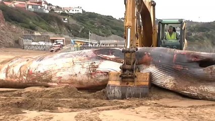 Retiran la ballena muerta en Sopelana (Vizcaya) con la ayuda de una excavadora