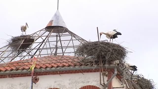 Vuelven las cigüeñas a Malpartida