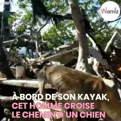 Il sauve la vie de ce chien errant vivant sur une île