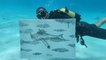 Cuban artist creates drawings underwater