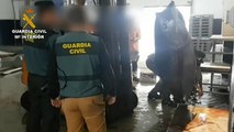 Detenidos con dos toneladas de atún rojo