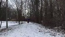 Canicross à Châteauguay