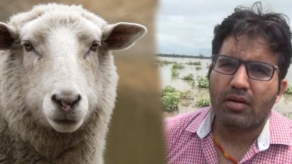 राजस्थान की इस जगह पर रात को अचानक हुई तेज बारिश, 500 भेड़ों की मौत, सैकड़ों तालाब में फंसीं