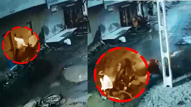 Gujarat man-animal conflict: Bull goes on rampage, injures two men near Rajkot | Oneindia News