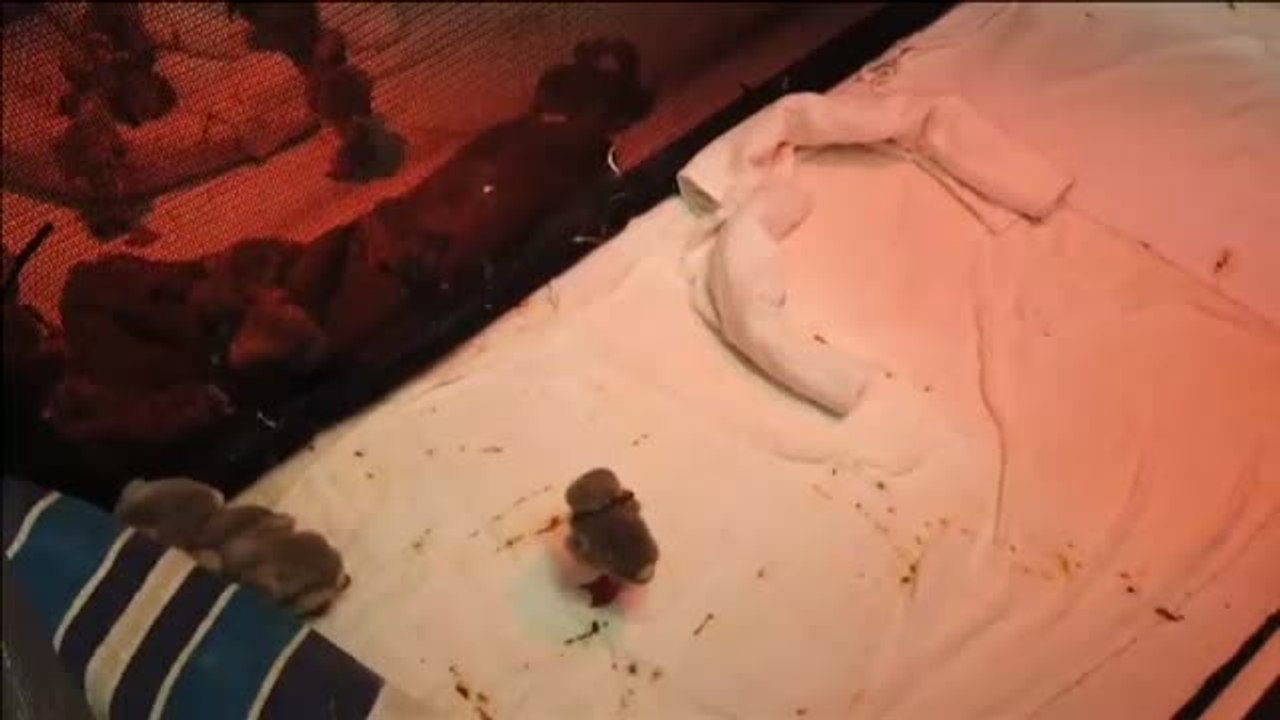 Rescatados un grupo de flamencos en Sudáfrica afectados por la sequía