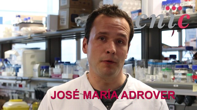 Descubren un 'reloj' inmune que controla infecciones