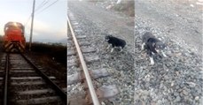 Maquinista pára comboio para salvar cão acorrentado à via