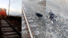 Maquinista pára comboio para salvar cão acorrentado à via