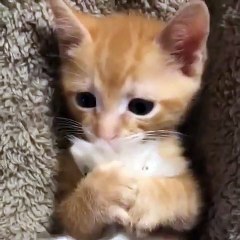 Essayez de ne pas fondre sous ce regard magique !!