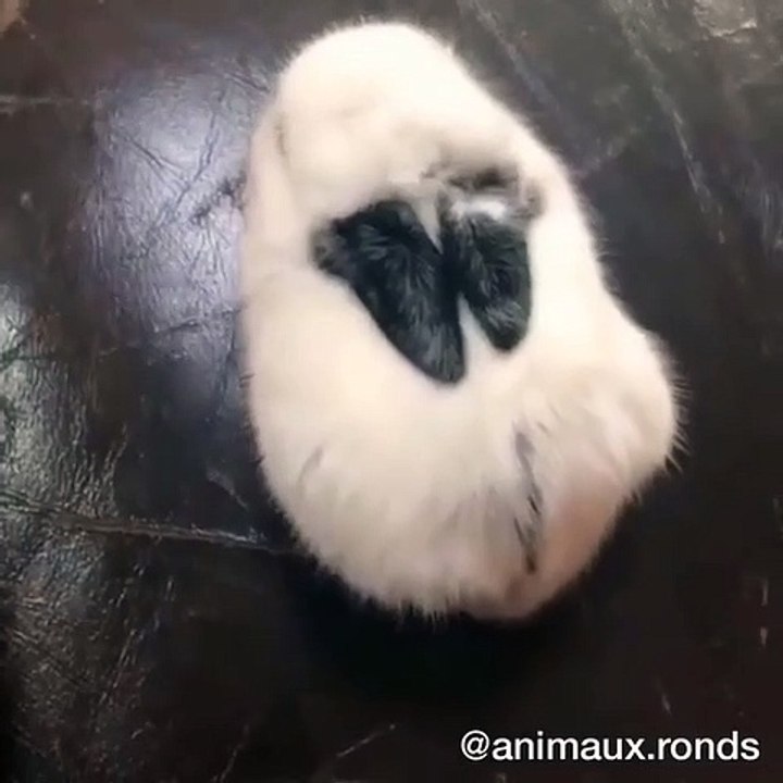 Une souris d’ordinateur pas comme les autres. Regardez ce mignon petit lapin!!