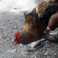 Le coq a une incroyable capacité d'immobilité. Époustouflant !!