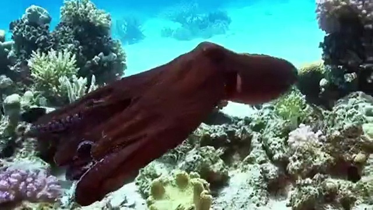 L’océan est rempli d'animaux fascinants. A voir absolument !!