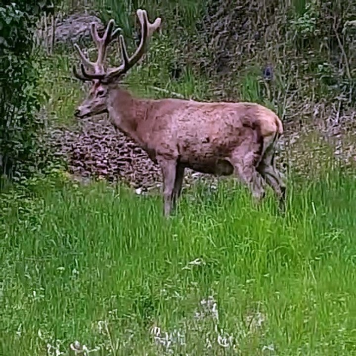 Admirez comment ce cerf est tout simplement majestueux. Trop beau !!