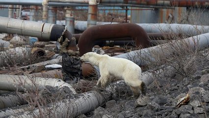 [Vídeo] Un oso polar busca comida a centenares de kilómetros de su hábitat natural
