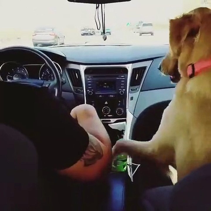Quand ton chien est ton plus grand allié, voici...
