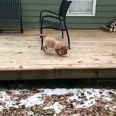 Ce chiot sort pour la première fois de chez lui. Regardez comment il s'amuse !