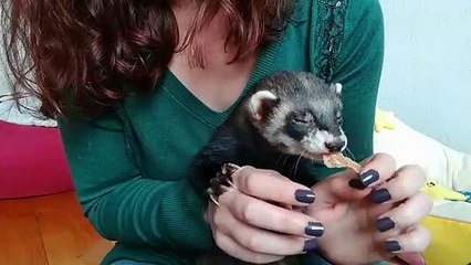 Ce bébé furet se nourrit avec gourmandise. Trop mimi !