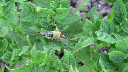 Artvin'de çekirge istilası