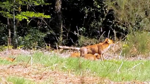 Admirez ces bébés renards qui tètent sur leur maman. Vous allez fondre !