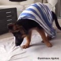 Cet adorable chien a une manière unique de se réveiller !!