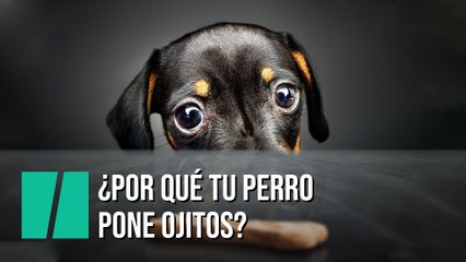 ¿Por qué tu perro pone ojitos? La ciencia lo expica