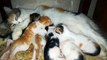 Mother Cat Beast Feeding 6 Twins Kitties