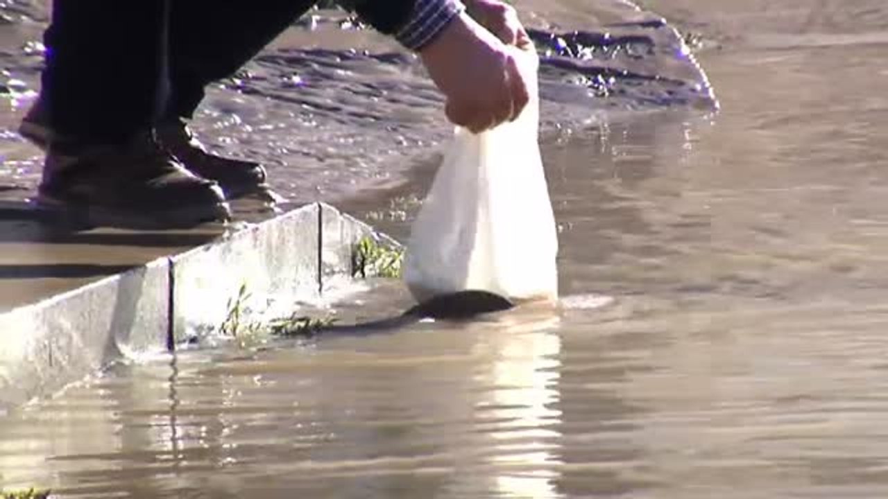 Recogen peces a mano en plena calle en Miranda de Ebro (Burgos)