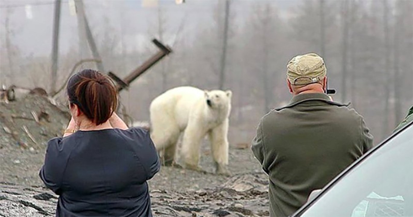 Affamé, un ours polaire est repéré dans une ville de Russie, à plus de 800 km de son habitat