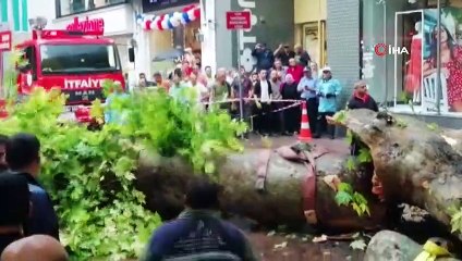 Fırtına asırlık çınar ağacını devirdi: 1 yaralı