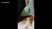 Kitten has an adorable attempt to jump onto a couch in Turkey